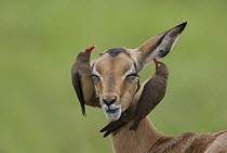 Red-billed Oxpecker (Buphagus erythrorhynchus) pair searching for parasites on Impala, Mpumalanga, South Africa