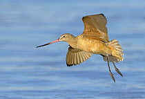 Marbled Godwit (Limosa fedoa) flying, California