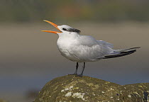 Royal Tern (Thalasseus maximus) calling, California