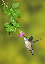 Rufous Hummingbird (Selasphorus rufus) female feeding on flower nectar, British Columbia, Canada