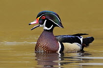Wood Duck (Aix sponsa) male calling, British Columbia, Canada