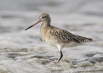 Bar-tailed Godwit (Limosa lapponica), Gambia