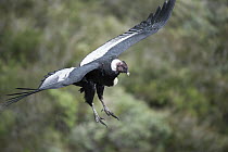 Andean Condor (Vultur gryphus) flying, Antisana Volcano Ecological Reserve, Ecuador