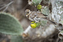 Charles Mockingbird (Nesomimus trifasciatus), Champion Islet, Floreana Island, Galapagos Islands, Ecuador