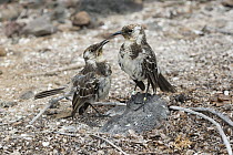 Charles Mockingbird (Nesomimus trifasciatus) pair courting, Champion Islet, Floreana Island, Galapagos Islands, Ecuador