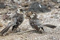 Charles Mockingbird (Nesomimus trifasciatus) pair courting, Champion Islet, Floreana Island, Galapagos Islands, Ecuador
