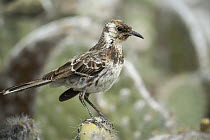 Charles Mockingbird (Nesomimus trifasciatus), Champion Islet, Floreana Island, Galapagos Islands, Ecuador