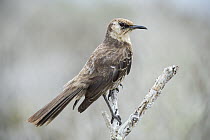 Charles Mockingbird (Nesomimus trifasciatus), Floreana Island, Galapagos Islands, Ecuador