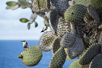 Galapagos Mockingbird (Nesomimus parvulus) pair on cactus, Santa Fe Island, Galapagos Islands, Ecuador