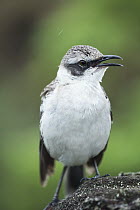 Galapagos Mockingbird (Nesomimus parvulus) calling, Los Gemelos, Santa Cruz Island, Galapagos Islands, Ecuador