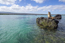 Galapagos Sea Lion (Zalophus wollebaeki) hauled out on rock, Elizabeth Bay, Isabela Island, Galapagos Islands, Ecuador