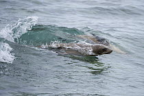 Galapagos Sea Lion (Zalophus wollebaeki) pair surfing wave, Mosquera Island, Galapagos Islands, Ecuador