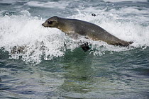 Galapagos Sea Lion (Zalophus wollebaeki) surfing wave, Mosquera Island, Galapagos Islands, Ecuador