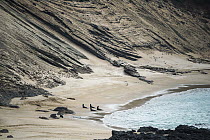 Galapagos Sea Lion (Zalophus wollebaeki) group on beach, Bartolome Island, Galapagos Islands, Ecuador