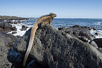 Marine Iguana (Amblyrhynchus cristatus) on coastal lava rocks, Santa Cruz Island, Galapagos Islands, Ecuador