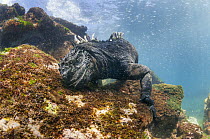 Marine Iguana (Amblyrhynchus cristatus) feeding on algae, Punta Espinosa, Fernandina Island, Galapagos Islands, Ecuador