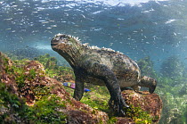 Marine Iguana (Amblyrhynchus cristatus) in water, Punta Espinosa, Fernandina Island, Galapagos Islands, Ecuador