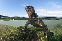 Marine Iguana (Amblyrhynchus cristatus) in water sneezing and expelling sodium from nostril and cranial salt gland, Punta Espinosa, Fernandina Island, Galapagos Islands, Ecuador