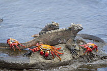 Marine Iguana (Amblyrhynchus cristatus) pair and Sally Lightfoot Crabs (Grapsus grapsus), Puerto Egas, Santiago Island, Galapagos Islands, Ecuador