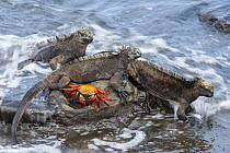 Marine Iguana (Amblyrhynchus cristatus) trio and Sally Lightfoot Crab (Grapsus grapsus) in surf, Puerto Egas, Santiago Island, Galapagos Islands, Ecuador