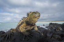 Marine Iguana (Amblyrhynchus cristatus) on coastal lava rocks, Turtle Bay, Santa Cruz Island, Galapagos Islands, Ecuador