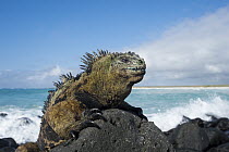 Marine Iguana (Amblyrhynchus cristatus) on coastal rocks, Turtle Bay, Santa Cruz Island, Galapagos Islands, Ecuador