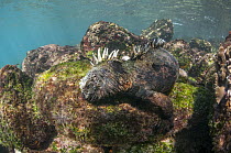 Marine Iguana (Amblyrhynchus cristatus) feeding on algae, Rabida Island, Galapagos Islands, Ecuador