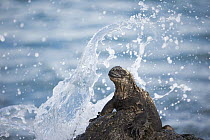 Marine Iguana (Amblyrhynchus cristatus) on rock in surf, Urvina Bay, Isabela Island, Galapagos Islands, Ecuador