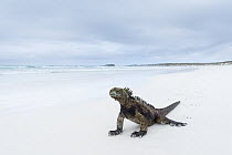 Marine Iguana (Amblyrhynchus cristatus) on beach, Turtle Bay, Santa Cruz Island, Galapagos Islands, Ecuador