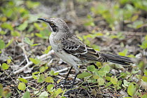 San Cristobal Mockingbird (Nesomimus melanotis), San Cristobal Island, Galapagos Islands, Ecuador