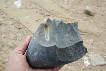 Cobble rock which was used to create stone tools, San Jeronimo Island, Baja California, Mexico