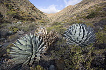 Cedros Island Agave (Agave sebastiana) plants, Cedros Island, Baja California, Mexico