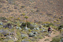 Tourist hiking, Cedros Island, Baja California, Mexico