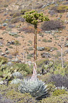 Cedros Island Agave (Agave sebastiana) blooming, Cedros Island, Baja California, Mexico