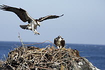 Osprey (Pandion haliaetus) landing on nest near partner, Cedros Island, Baja California, Mexico