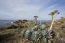 Cedros Island Agave (Agave sebastiana) blooming, San Benito Island, Baja California, Mexico