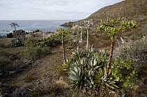Cedros Island Agave (Agave sebastiana) blooming and San Benito Island Bush Mallow (Malva pacifica), San Benito Island, Baja California, Mexico