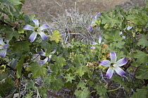 San Benito Island Bush Mallow (Malva pacifica) flowers, San Benito Island, Baja California, Mexico