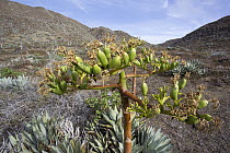 Cedros Island Agave (Agave sebastiana) bloom, San Benito Island, Baja California, Mexico