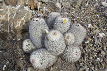 Cactus (Mammillaria neopalmeri), San Benito Island, Baja California, Mexico
