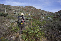 Botanist hiking, San Benito Island, Baja California, Mexico