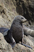 Guadalupe Fur Seal (Arctocephalus townsendi) female, San Benito Island, Baja California, Mexico