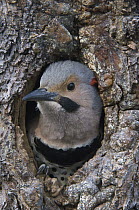 Northern Flicker (Colaptes auratus) in nest cavity, Alaska