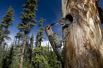 Northern Flicker (Colaptes auratus) at nest cavity with begging chicks, Alaska