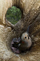 Northern Flicker (Colaptes auratus) parent brooding chicks in nest cavity, Alaska