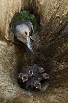 Northern Flicker (Colaptes auratus) entering nest cavity with begging chicks, Alaska