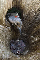 Northern Flicker (Colaptes auratus) entering nest cavity with chicks, Alaska