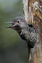 Northern Flicker (Colaptes auratus) chick in nest cavity ready to fledge, Alaska
