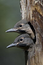 Northern Flicker (Colaptes auratus) chicks in nest cavity ready to fledge, Alaska