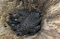 Northern Flicker (Colaptes auratus) chicks in nest cavity, Alaska